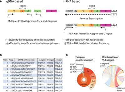 Revealing Clonal Responses of Tumor-Reactive T-Cells Through T Cell Receptor Repertoire Analysis